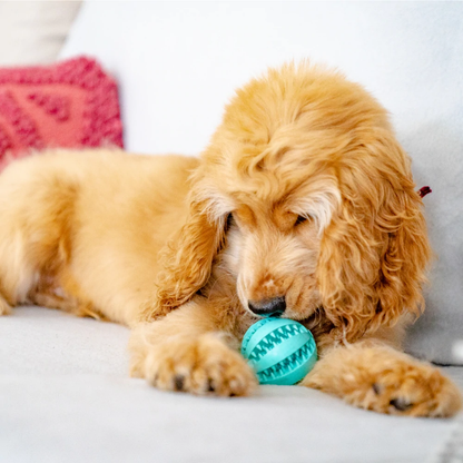 toothydogchewtoy4 (1).png
