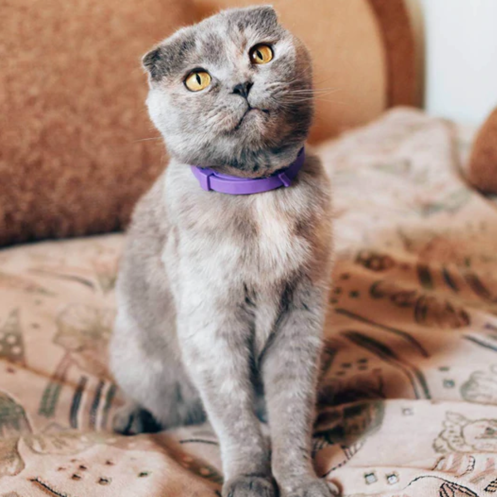 catcalmingcollar1.png