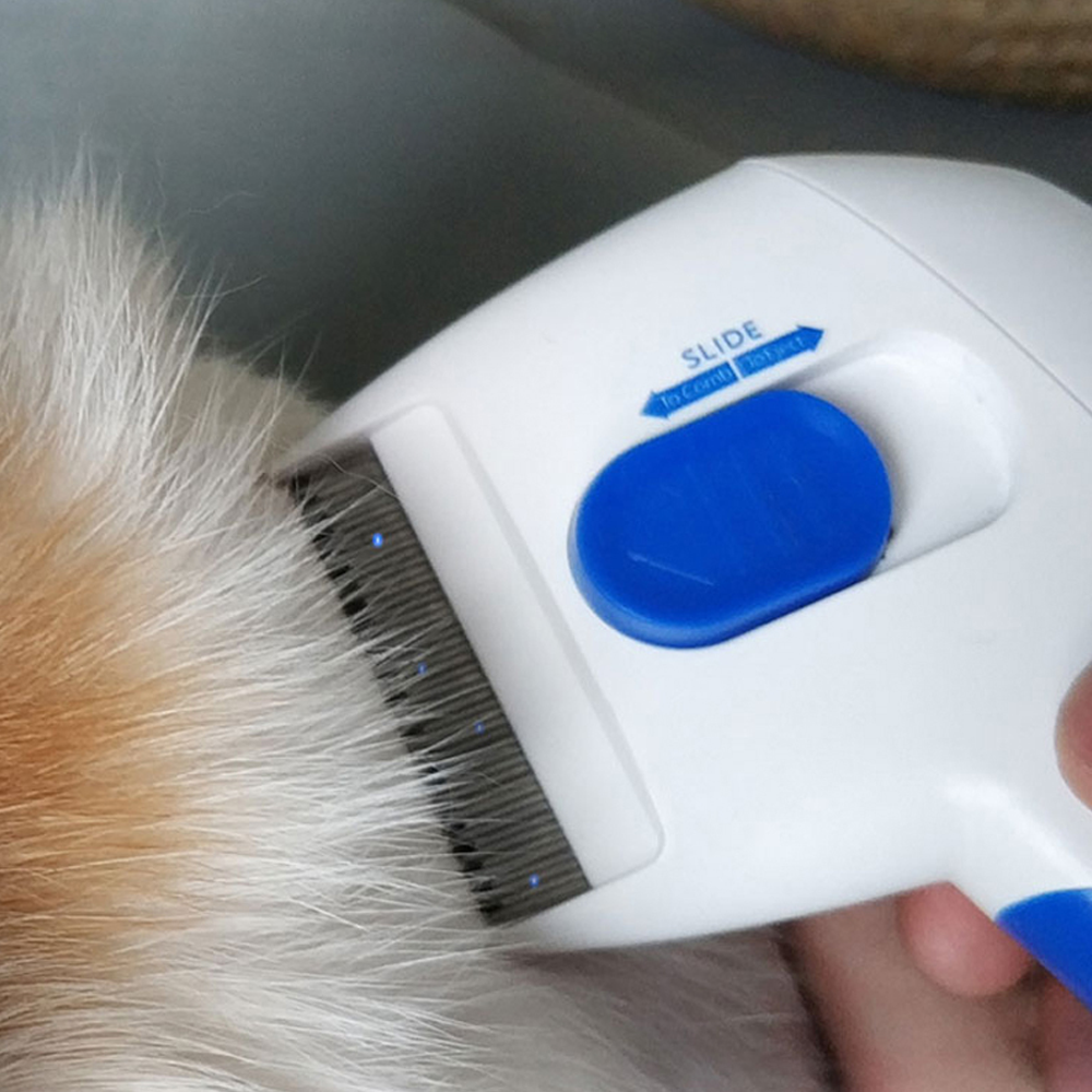 flea and lice