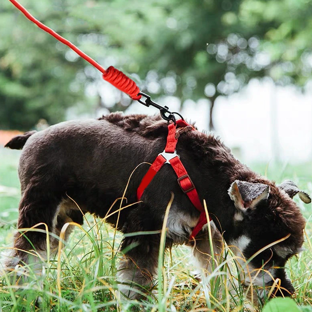 nylonropedogleash2.png