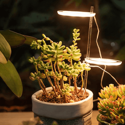 ringledplantgrowlight2head.png