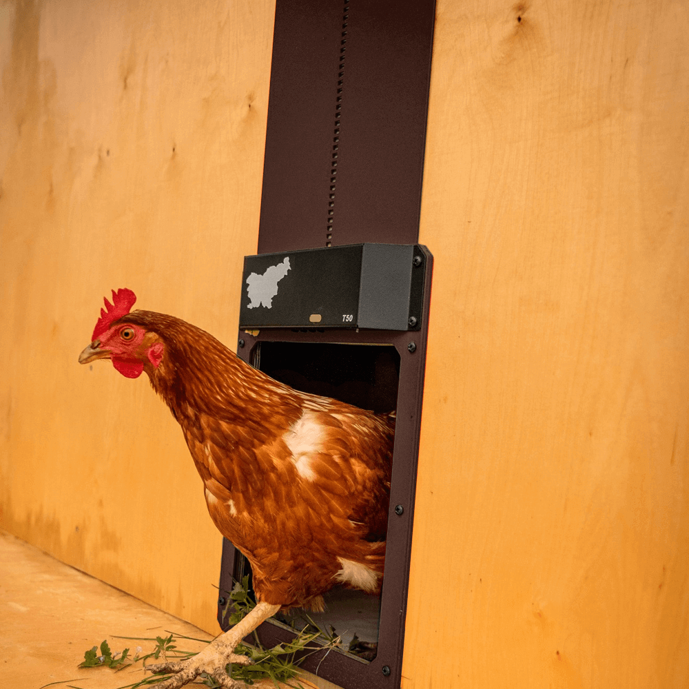 Electric Chicken Run Door