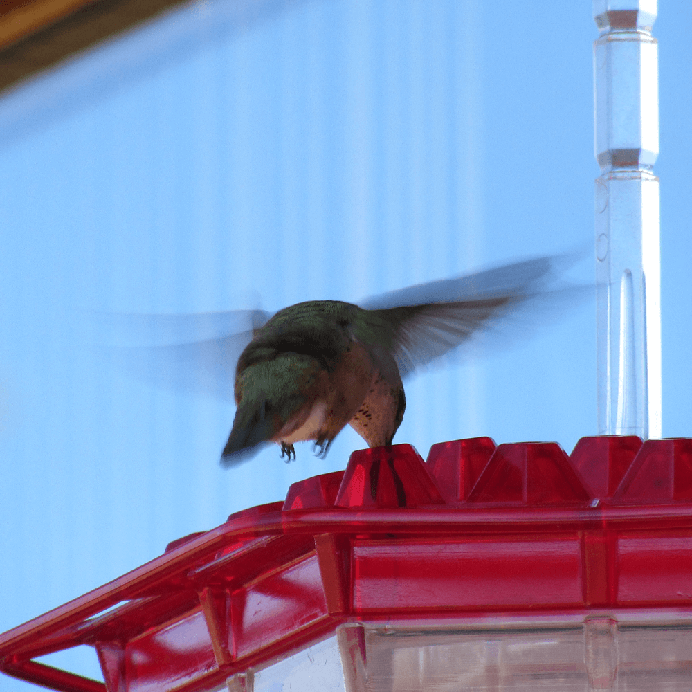 Durable and easytoclean hummingbird feeder
