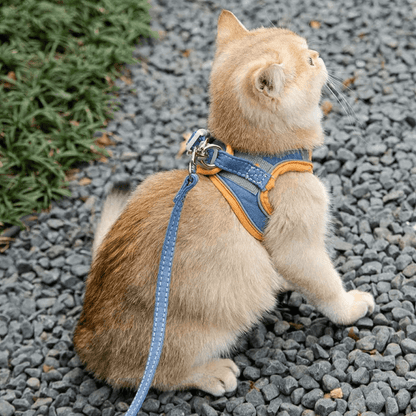 catluminousharnessandleashsetblue.png