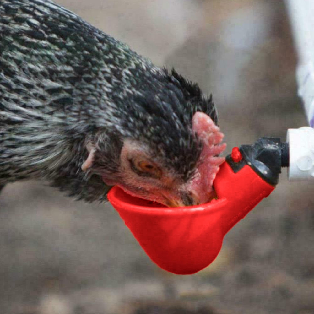 automaticchickenwaterfeedercups3.png