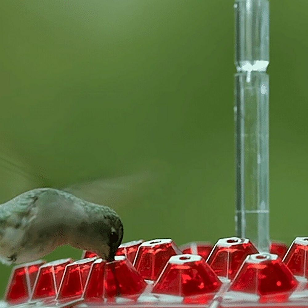hummingbirdfeederwithbuiltinantmoat4png