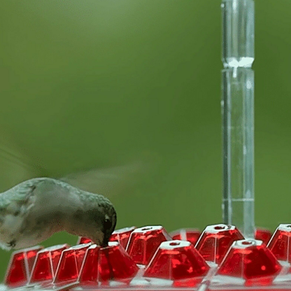 hummingbirdfeederwithbuiltinantmoat4png