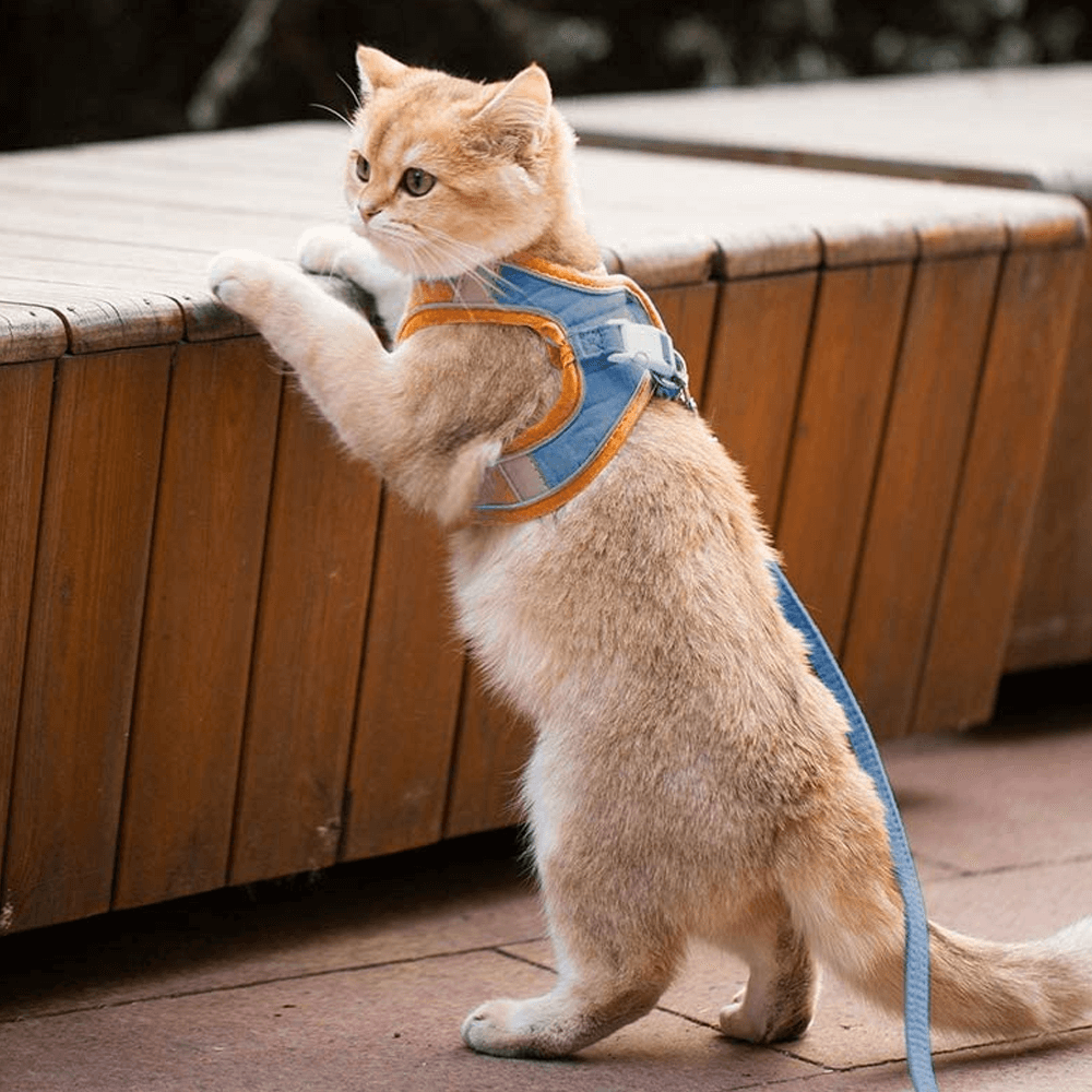 Luminous Escape Proof Cat Harness