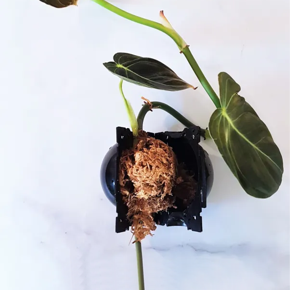 Plant Root Growing Box 6