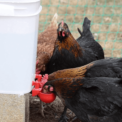 Easyinstall bird coop water cup for multiple chickens