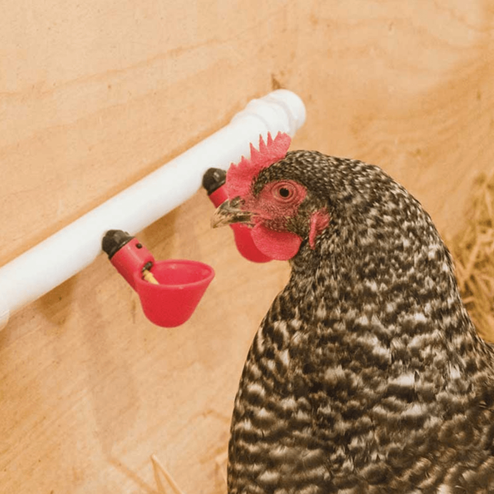 Leakproof automatic poultry water supply