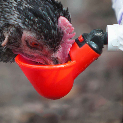 Best automatic waterer for backyard chickens