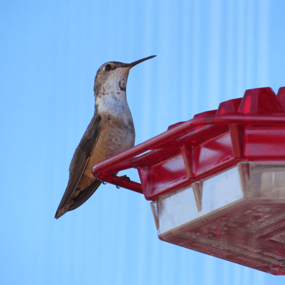 mary'shummingbirdfeederattractiveeasytoclean4.png