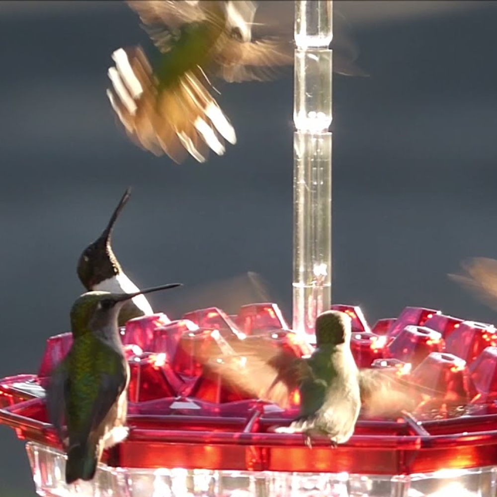 Mary's Hummingbird Feeder: Attractive, Easy-to-Clean, and Decorative Garden Accessory with Large Capacity