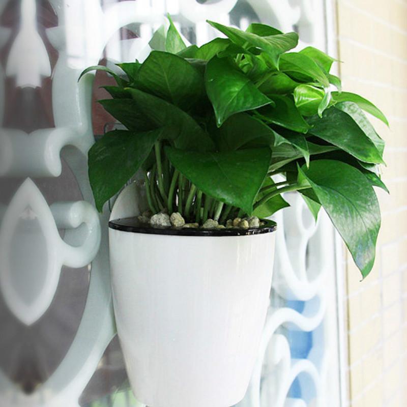 Self Watering Hanging Basket 1