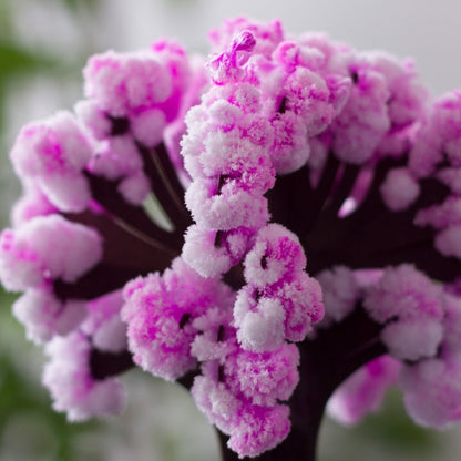 Magic Cherry Blossom Tree 2