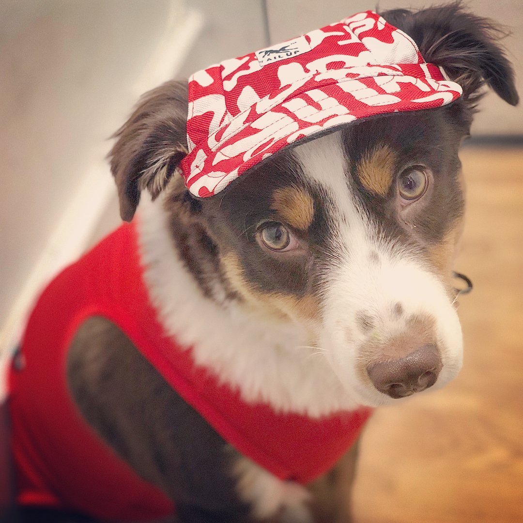 Custom Made Machiko Dog Hats... ADORABLE!