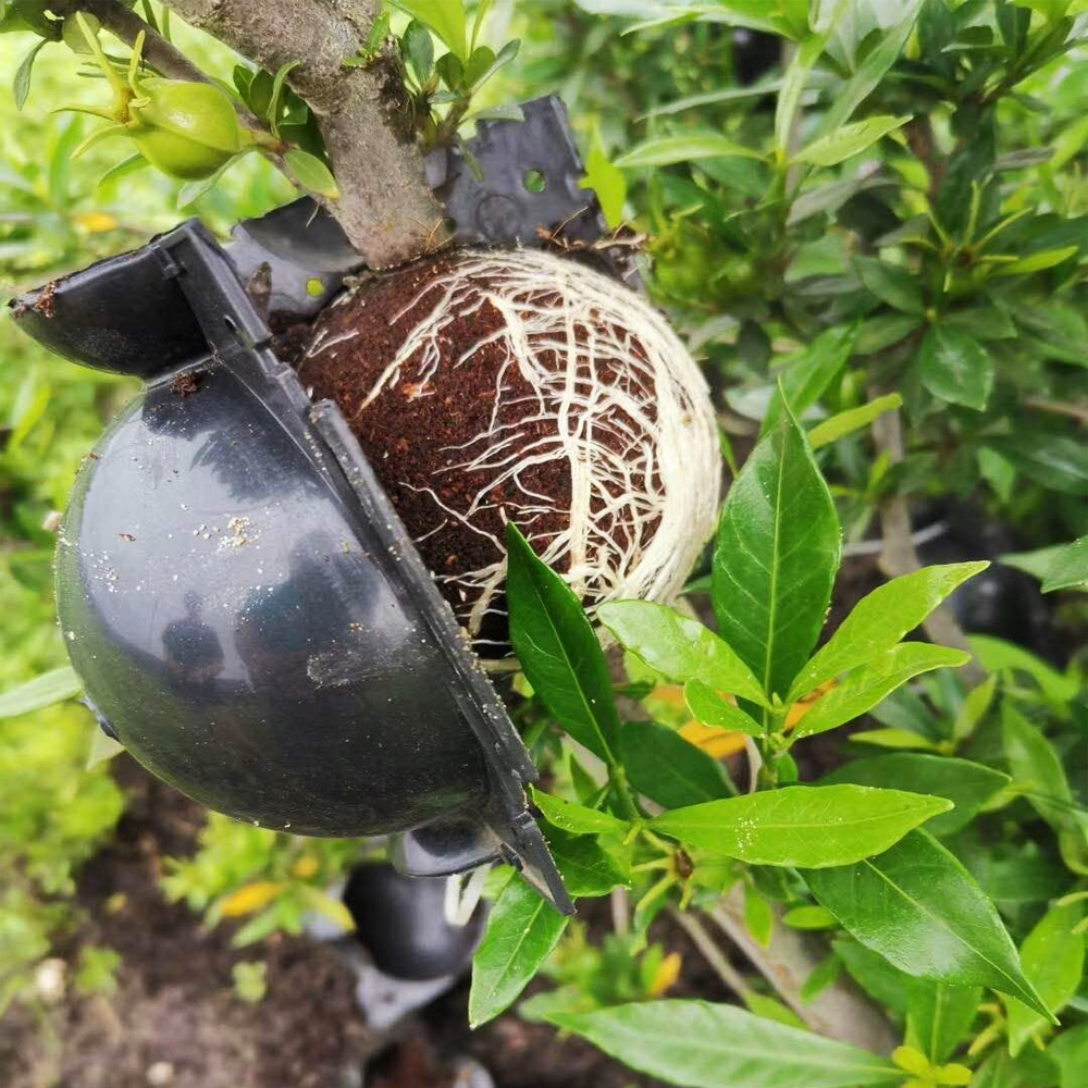 Instant Plant Root Growing Box 1