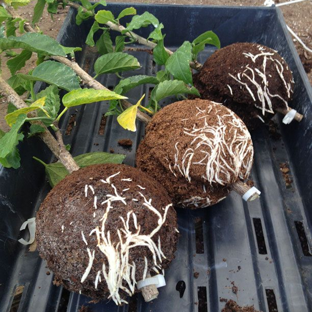 Instant Plant Root Growing Box 2