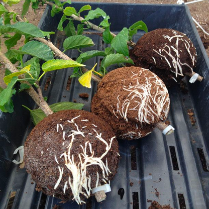 Instant Plant Root Growing Box 2