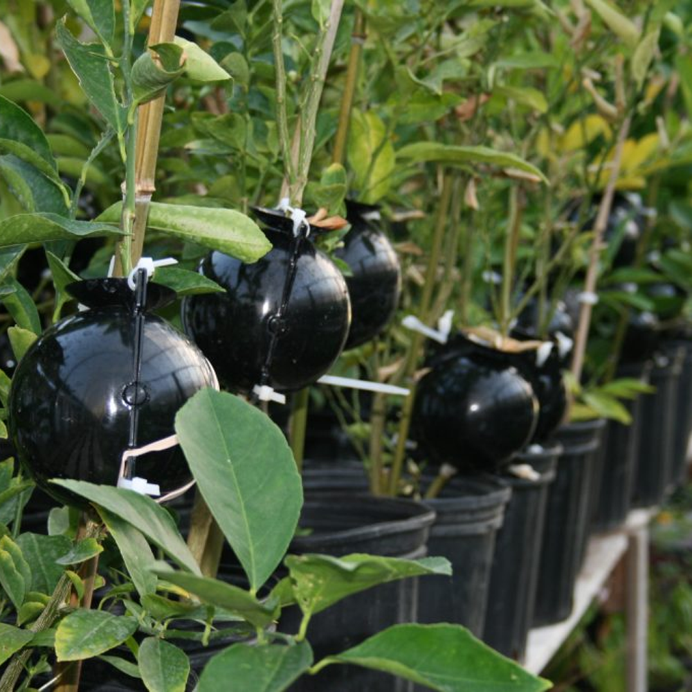 Instant Plant Root Growing Box 3