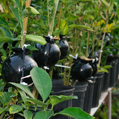 Instant Plant Root Growing Box 3
