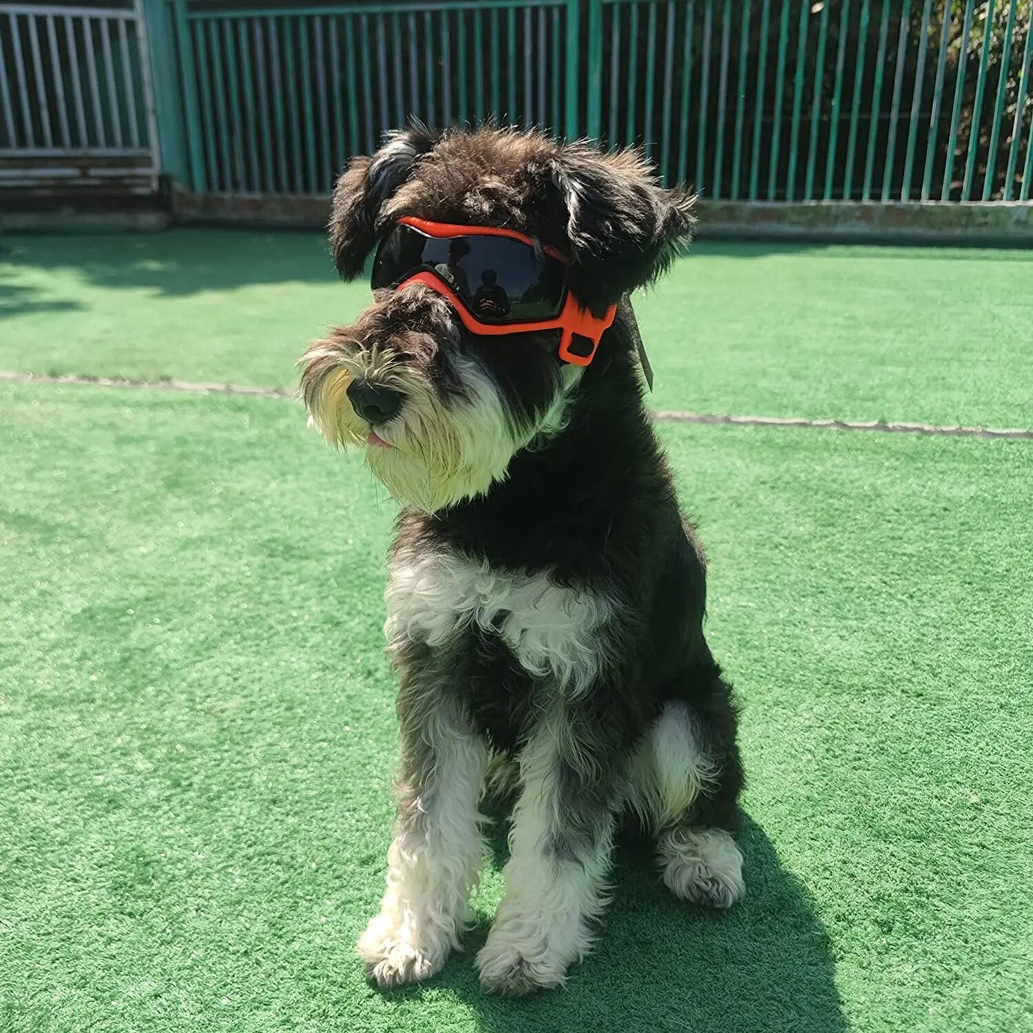 cYxQUV-Protective-Goggles-for-Dogs-Cat-Sunglasses-Cool-Protection-Eyewear-for-Small-Medium-Dogs-Outdoor-Riding.jpg