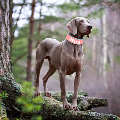 3Hh3Wide-Personalized-Dog-Collar-PU-Leather-Customized-Dogs-Tag-Collars-Soft-Pet-Collar-for-Small-Medium.jpg
