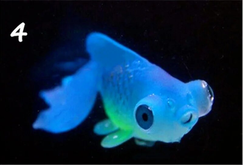 GXkd1pc-Silicone-Artificial-Night-Luminous-Hippocampus-Fish-Tank-Aquarium-Ornament-Underwater-Sea-Horse-Fish-Decoration-Pet.jpg