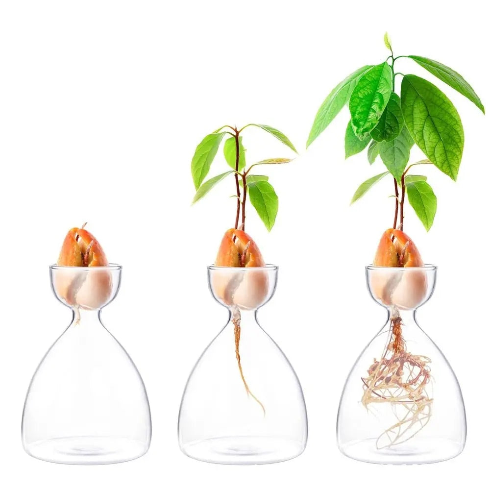 Transparent Glass Avocado Seed Starter Vase | Plant Growing Kit for Gardening Enthusiasts