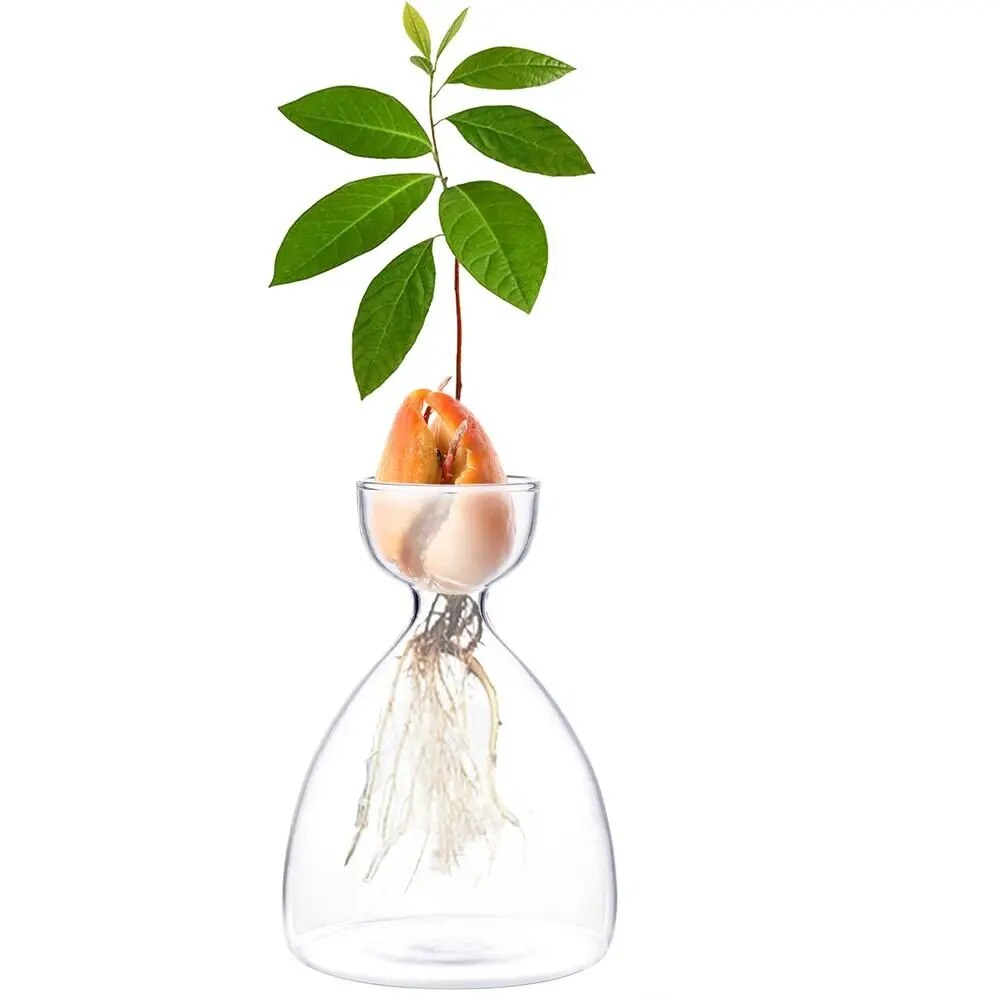 mZY2Avocado-Seed-Starter-Vase-Transparent-Glass-Vase-Vase-for-Growing-Plant-Glass-Seed-Growing-Kit-for.jpg