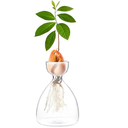 mZY2Avocado-Seed-Starter-Vase-Transparent-Glass-Vase-Vase-for-Growing-Plant-Glass-Seed-Growing-Kit-for.jpg