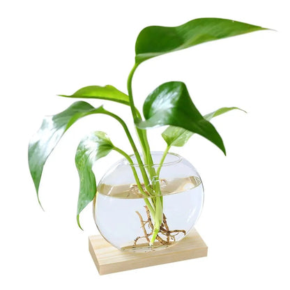 2g8UAvocadoSeedStarterVaseTransparentGlassVaseVaseforGrowingPlantGlassSeedGrowingKitf