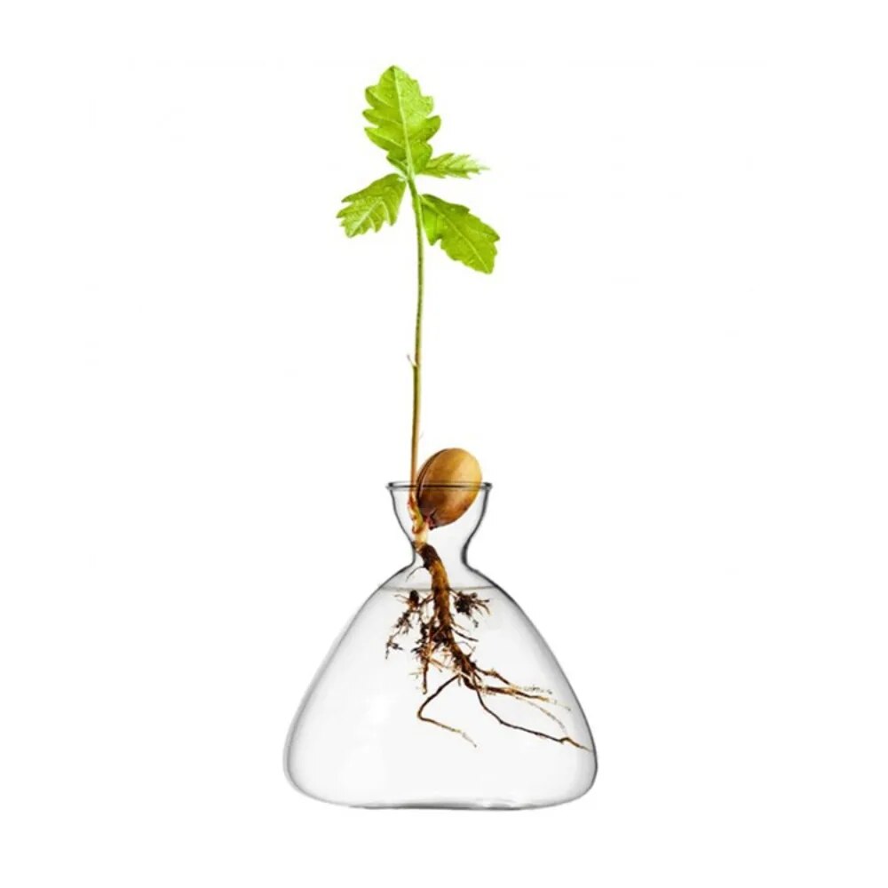 899qAvocadoSeedStarterVaseTransparentGlassVaseVaseforGrowingPlantGlassSeedGrowingKitf