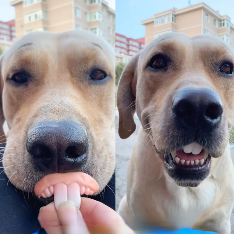 oc8hFalse-Teeth-For-Dog-Funny-Dentures-Pet-Decorating-Supplies-Halloween-Cosplay-Humans-And-Vampires-Toys-Tricky.jpg