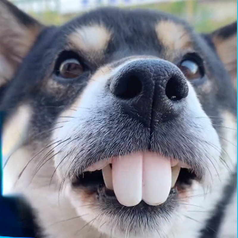 clyTFalse-Teeth-For-Dog-Funny-Dentures-Pet-Decorating-Supplies-Halloween-Cosplay-Humans-And-Vampires-Toys-Tricky.jpg