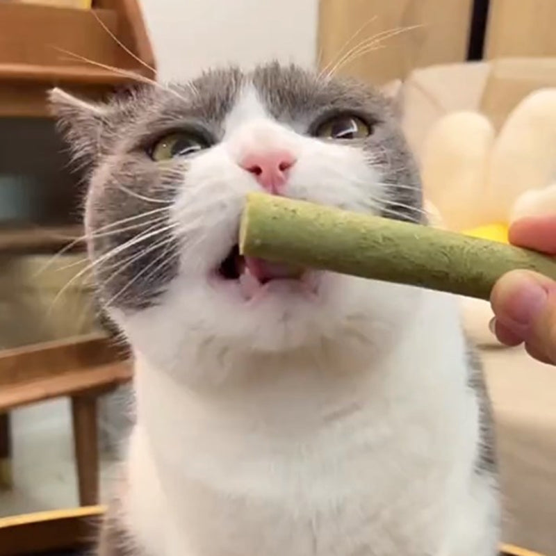 qHJH367A-Professional-Cat-Kitten-Teeth-Grinding-Grass-Rod-Toy-Pet-Natural-Stick-Dried-Natural-Cat-Grass.jpg