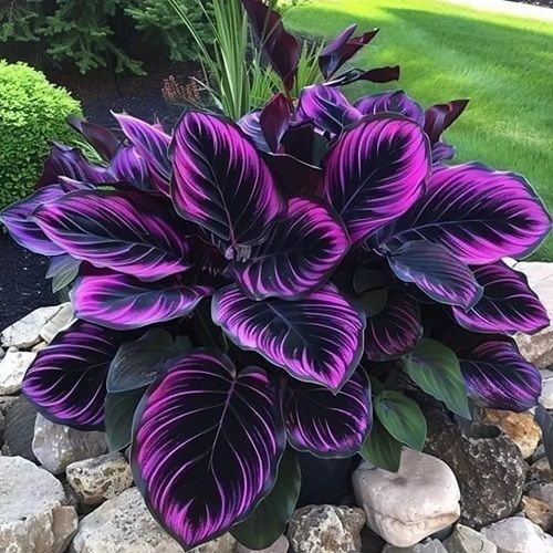 Purple Tip Calathea Couture Seeds Beautiful Plants for Indoor Or Outdoor Flowering Display
