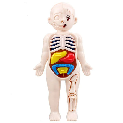 Montessori Human Body Anatomy Model DIY Organ Puzzle for Kids  Science Education Medical Toy  Tea