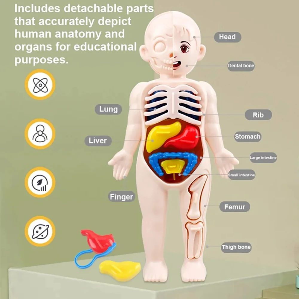 Montessori Human Body Anatomy Model DIY Organ Puzzle for Kids  Science Education Medical Toy  Tea