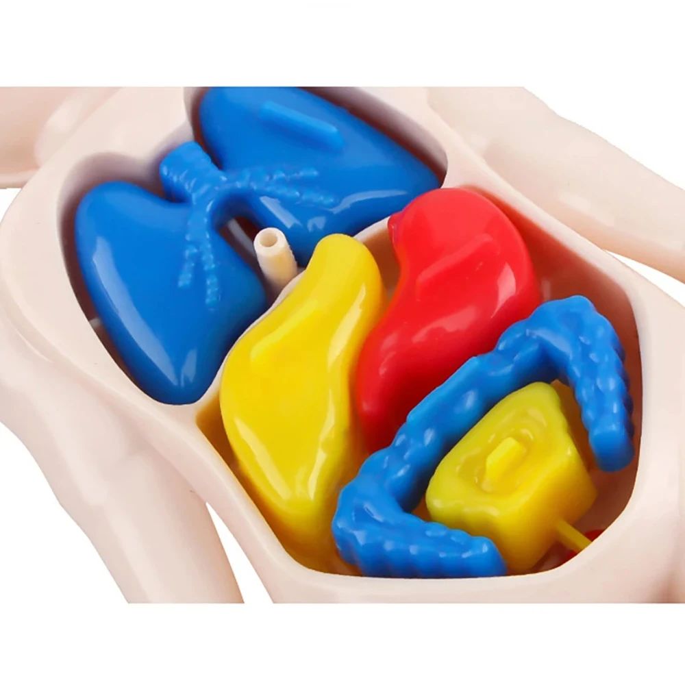 Montessori Human Body Anatomy Model DIY Organ Puzzle for Kids  Science Education Medical Toy  Tea