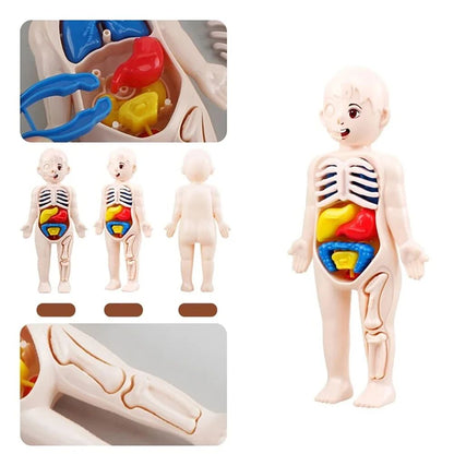 Montessori Human Body Anatomy Model DIY Organ Puzzle for Kids  Science Education Medical Toy  Tea