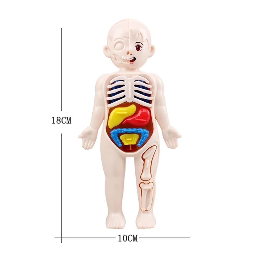 Montessori Human Body Anatomy Model DIY Organ Puzzle for Kids  Science Education Medical Toy  Tea