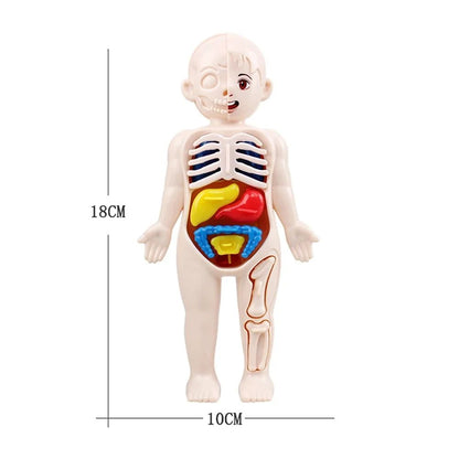 Montessori Human Body Anatomy Model DIY Organ Puzzle for Kids  Science Education Medical Toy  Tea