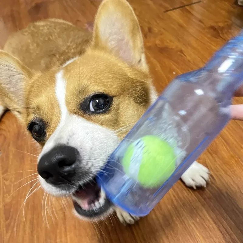 Durable TPR Chew Toy For Dogs  BiteResistant Beer Bottle With Squeaky Tennis Ball  Interactive Teet 2