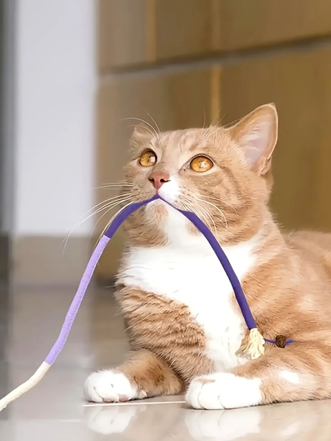 Durable Rope Toy For Cats  Puppies Teething Chew Toy For Playful Pets 5