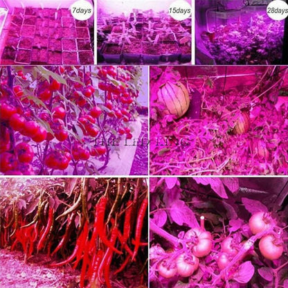 Phyto Lamp Full Spectrum LED Grow Light Fitolamp For Indoor Seedlings Flowers  Vegetables Hydroponi 5