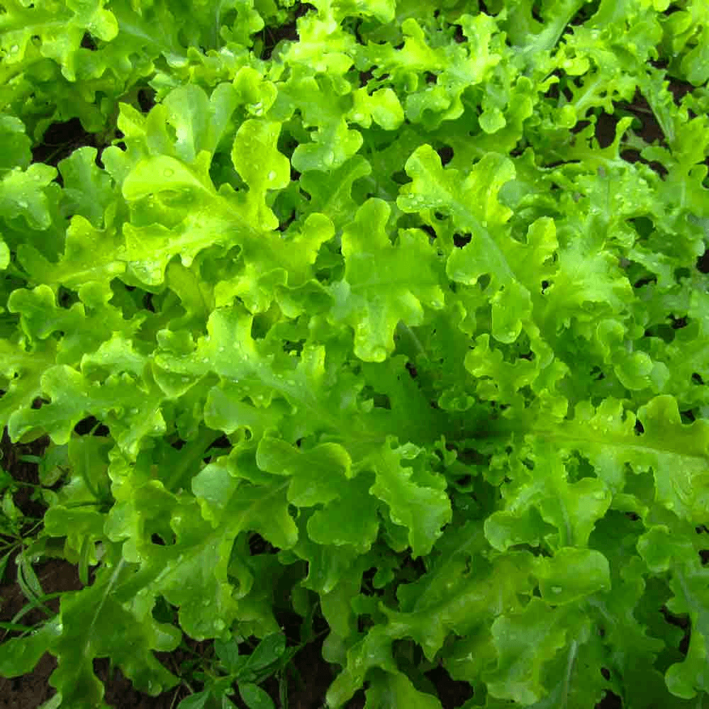 NonGMO Salad Bowl Green Lettuce Seeds Fresh Heirloom Lettuce For Home Gardens 1