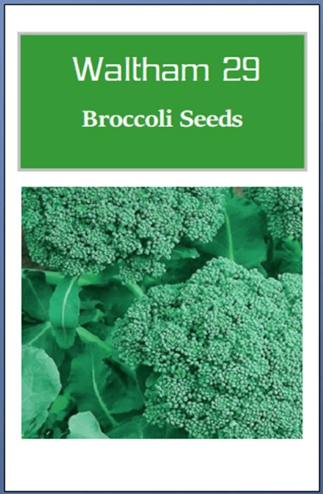Waltham 29 Broccoli Seeds, Non-GMO Heirloom Garden Seeds for Fresh Harvest in Full Sun