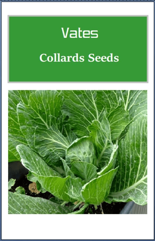 Vates Collards Seeds, Heirloom Non-GMO Fresh Garden Seeds for Organic Growth